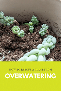 Hoe red je een plant van overbewatering